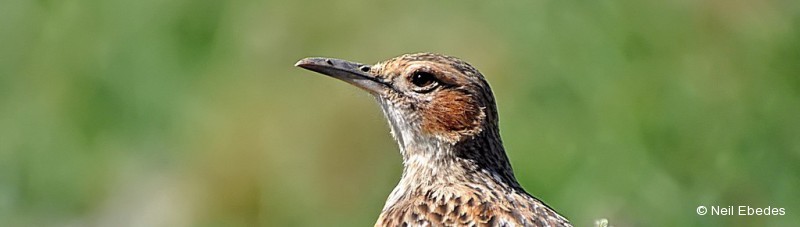Lark, Karoo Long-billed