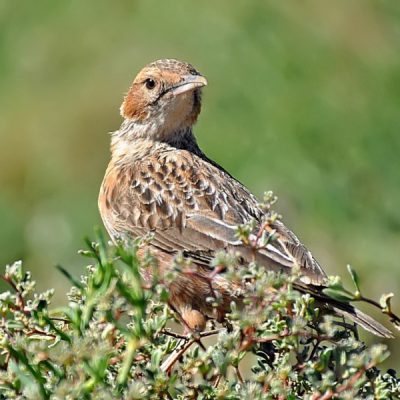 Namaqualand,  Aug 2013