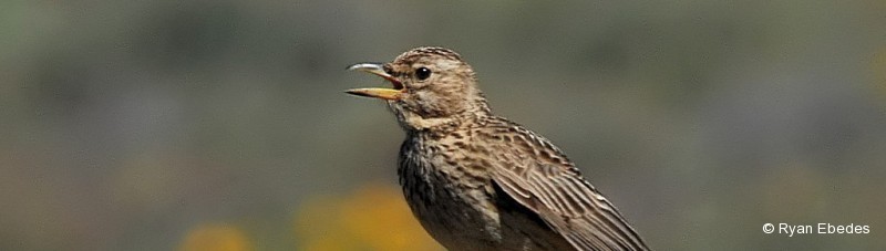 Lark, Large-billed