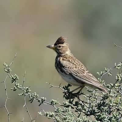 Namaqualand,   Aug 2013