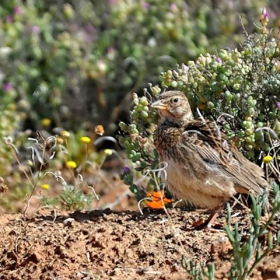 Namaqualand,   Aug 2013