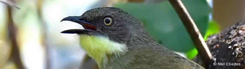 Greenbul, Pale-throated