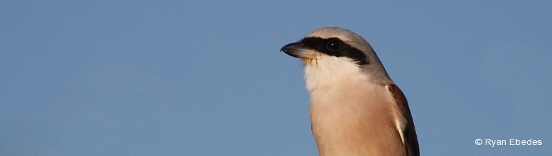 Shrike, Lesser Grey