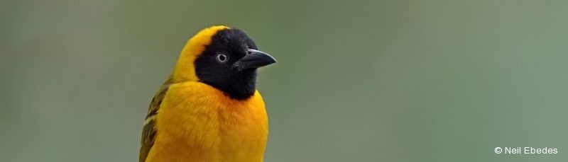 Weaver, Lesser Masked