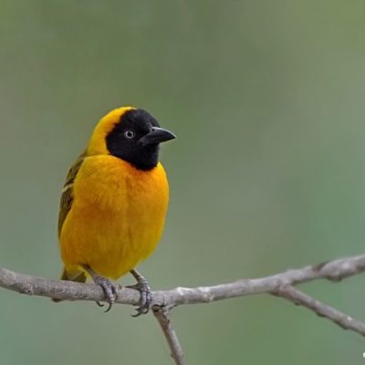 Marloth Park, Mpumalanga - Sept 2010