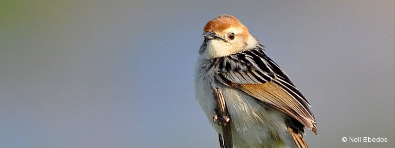 Cisticola, Levaillant’s
