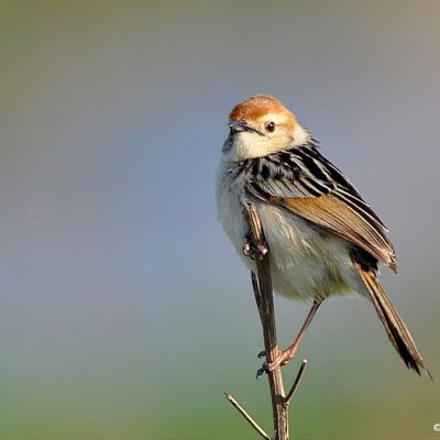 Marievale Bird Sanctuary, Gauteng - October 2010