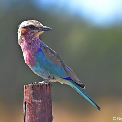 Zaagkuildrift rd, Limpopo - Mar 2017