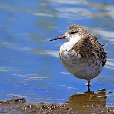 Marievale BS   Jan 2016