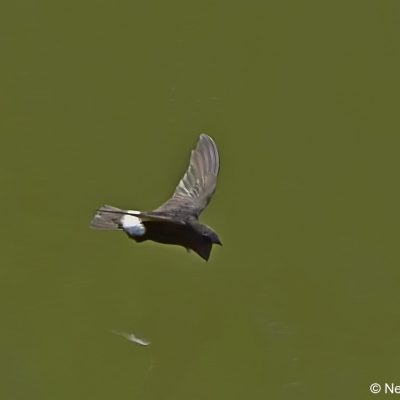 Faerie Glen Nature Reserve, Gauteng - April 2017