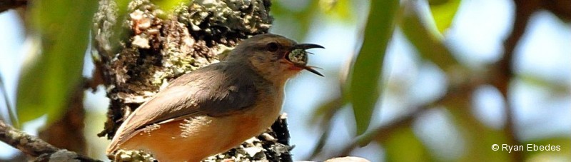 Crombec, Long-billed