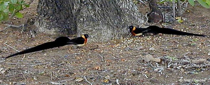Paradise-whydah, Long-tailed