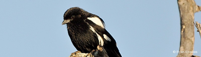 Shrike, Magpie