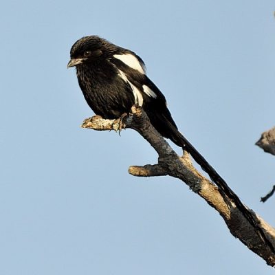 Mongena Game Lodge, September 2012