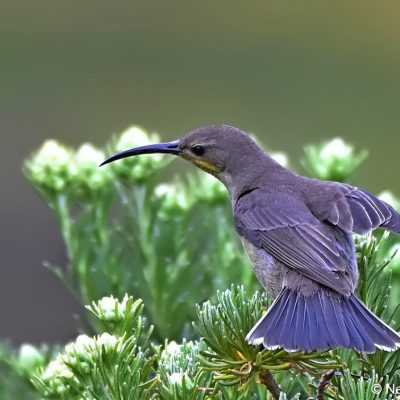 Tiffendell Ski Resort, Southern Drakensberg -  Jan 2017