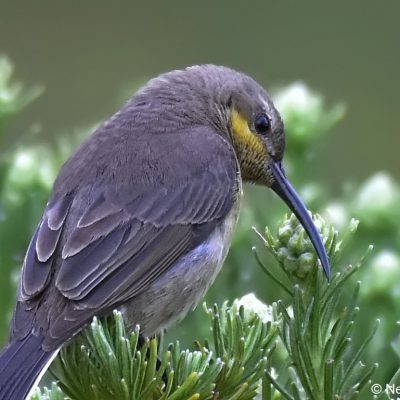 Tiffendell Ski Resort, Southern Drakensberg -  Jan 2017