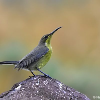 Tiffendell Ski Resort, Southern Drakensberg -  Jan 2017