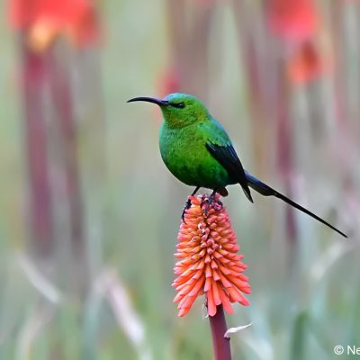 Tiffendell Ski Resort, Southern Drakensberg -  Jan 2017