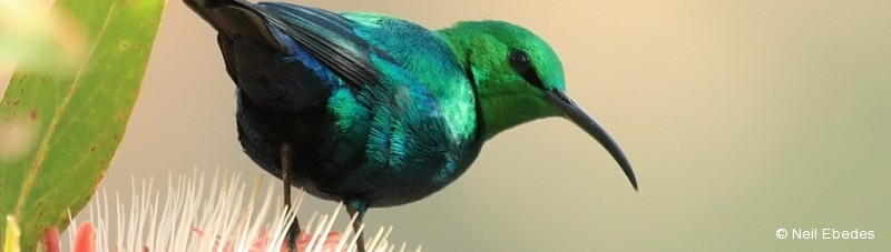 Sunbird, Malachite