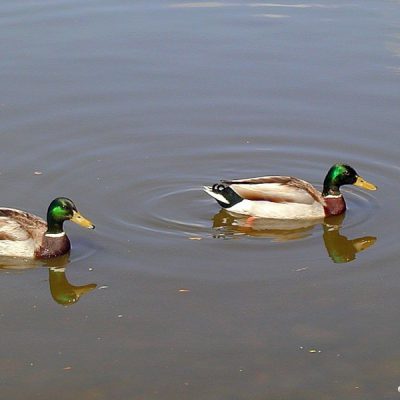 Kloofendal NR,   Dec 2014