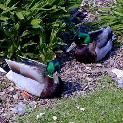 Kloofendal NR,   Dec 2014