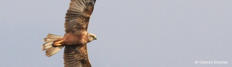Marsh-harrier, Western
