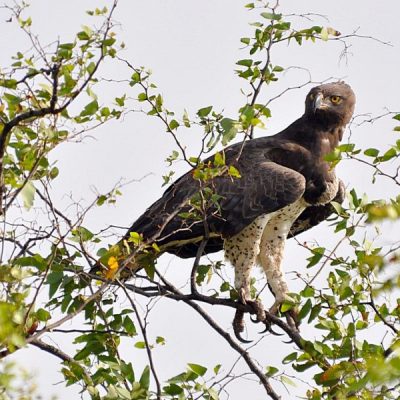 Punda Maria  KNP,  Dec 2012