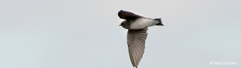 Martin, Brown-throated