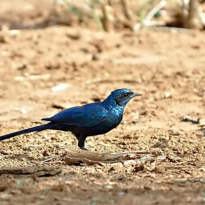 Northern Kruger National Park,  December 2012