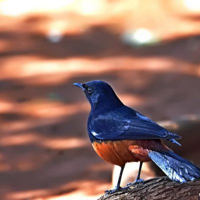 Pilansberg,  Aug 2016