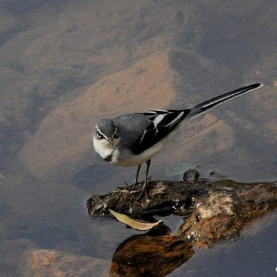Groenkloof Nature Reserve,  August 2014