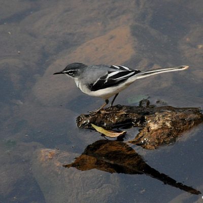Groenkloof Nature Reserve,  August 2014