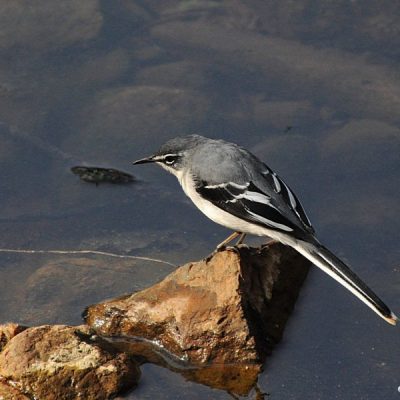Groenkloof Nature Reserve,  August 2014
