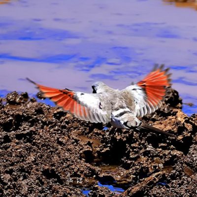 Mokala National Park, Northern Cape - December 2015