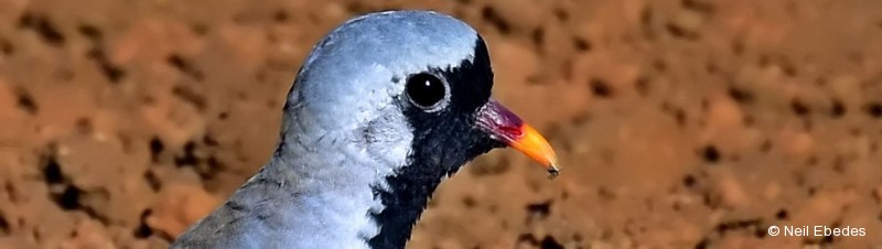 Dove, Namaqua