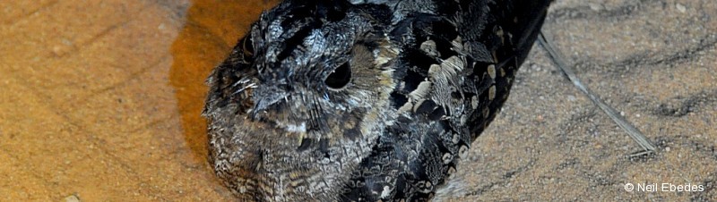 Nightjar, Square-tailed