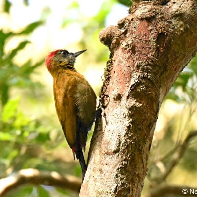 Natures Valley,  August 2017