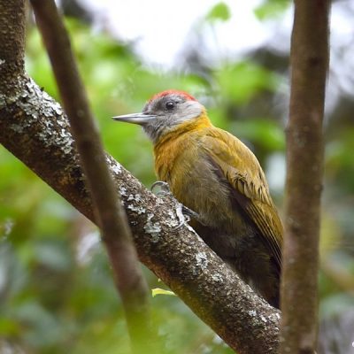 Giants Castle,  Sept 2015