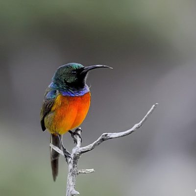 Plettenberg Bay, May 2015