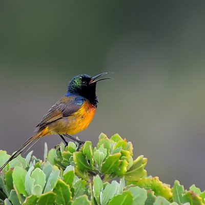 Plettenberg Bay, May 2015