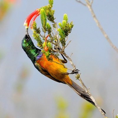 Plettenberg Bay, December 2014