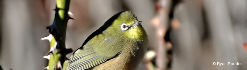 White-eye, Orange-river