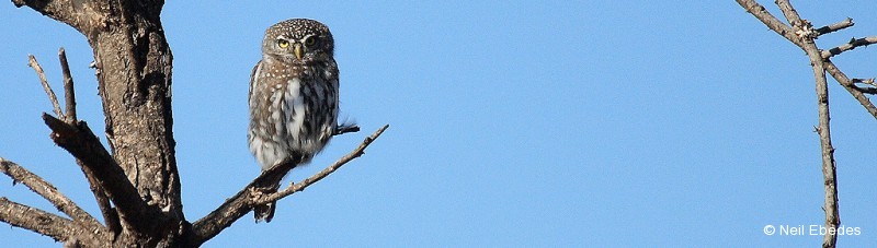 Owlet, Pearl-spotted