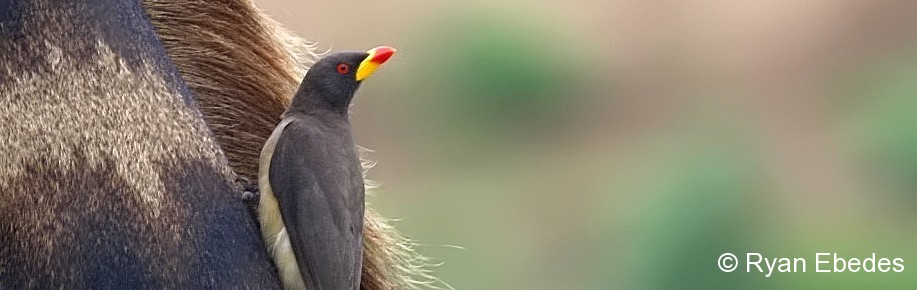 Oxpecker, Yellow-billed
