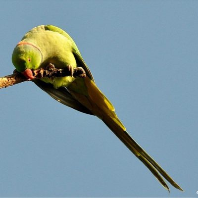 Zwartkop Country Club, Tshwane, Gauteng 