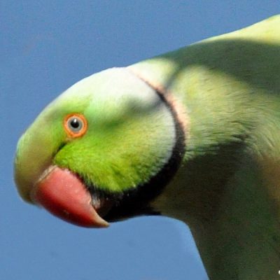 Zwartkop Country Club, Tshwane, Gauteng -