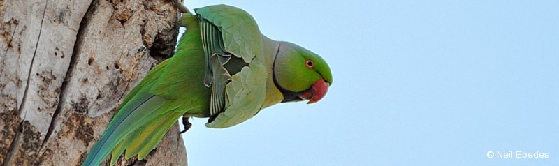 Parakeet, Rose-ringed