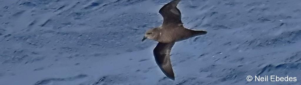 Petrel, Great-winged