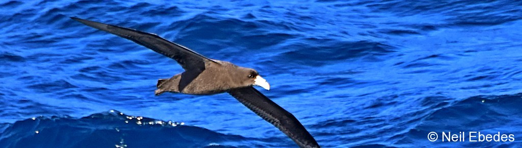 Petrel,  Northern Giant