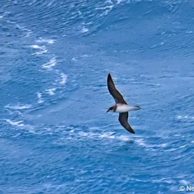 Flock trip, 25 April 2017